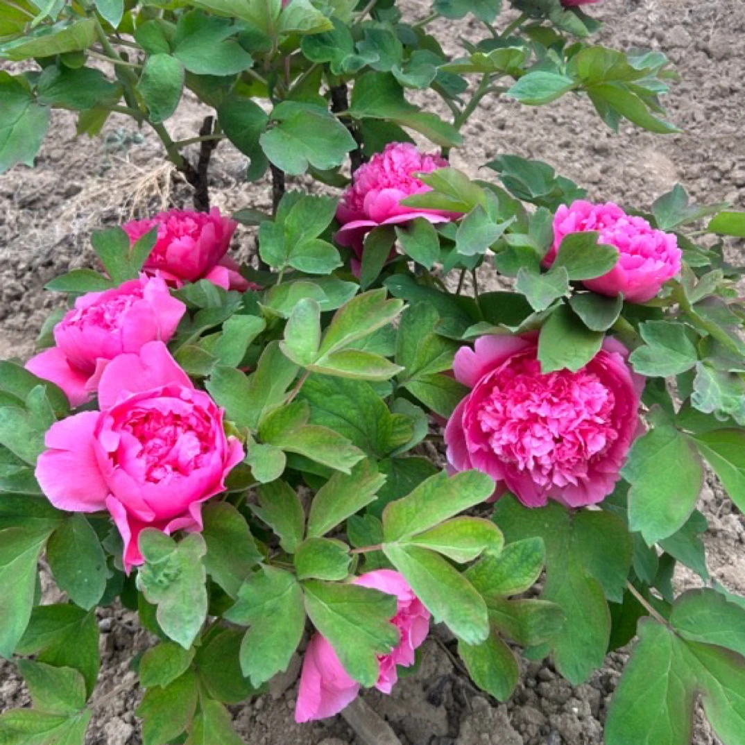 牡丹（大胡红）花苗养护开花栽植培植施肥定植小苗可用