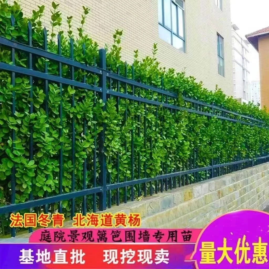 围墙北海道黄杨冬青树苗耐寒绿篱植物四季常青苗篱笆庭院树苗绿化