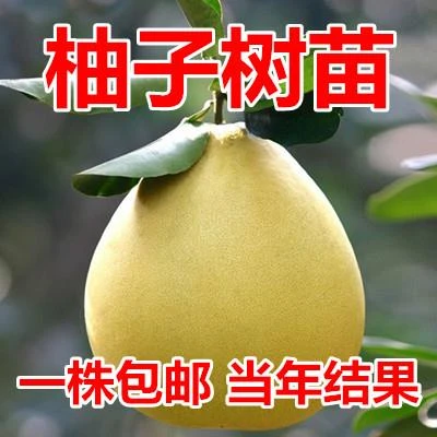 果树苗 柚子树苗红心三红蜜柚沙田嫁接柚子苗 盆栽地栽橙橘子树苗