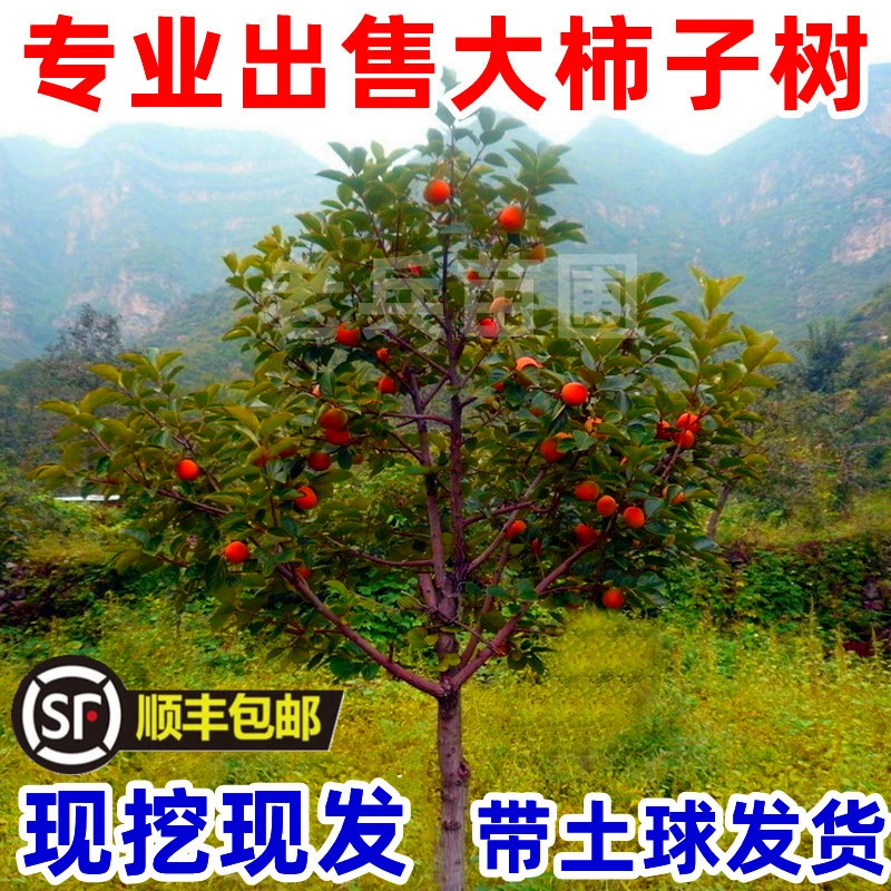 嫁接柿子树苗果苗盆栽地栽南北方特大庭院果树火晶柿脆甜柿子苗树