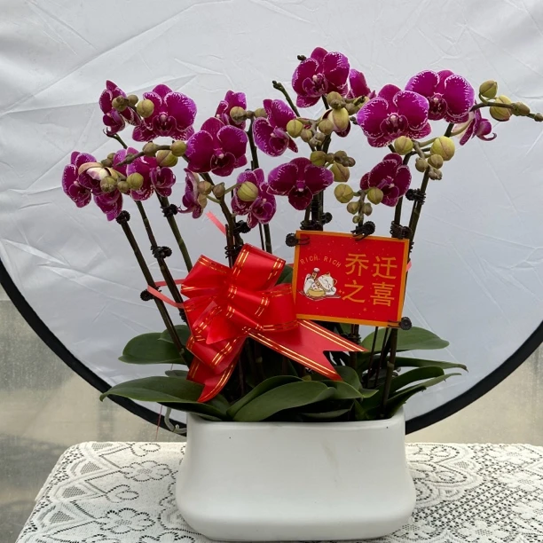 【红蝴蝶】蝴蝶兰 室内花卉 花期长适合 送礼，乔迁，开业