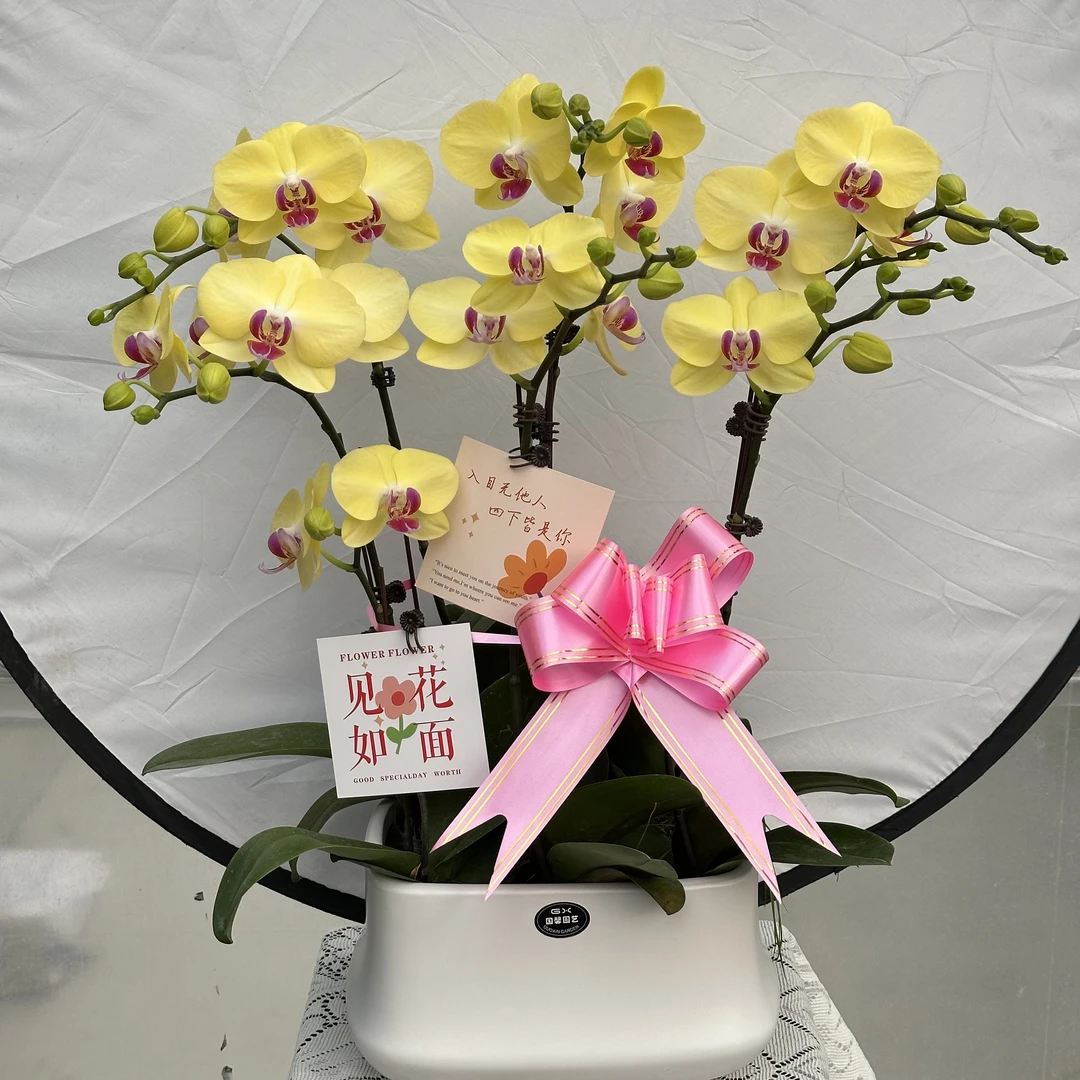 【金凤凰2】 蝴蝶兰懒人花 室内花卉 花期长 好养活植株生长