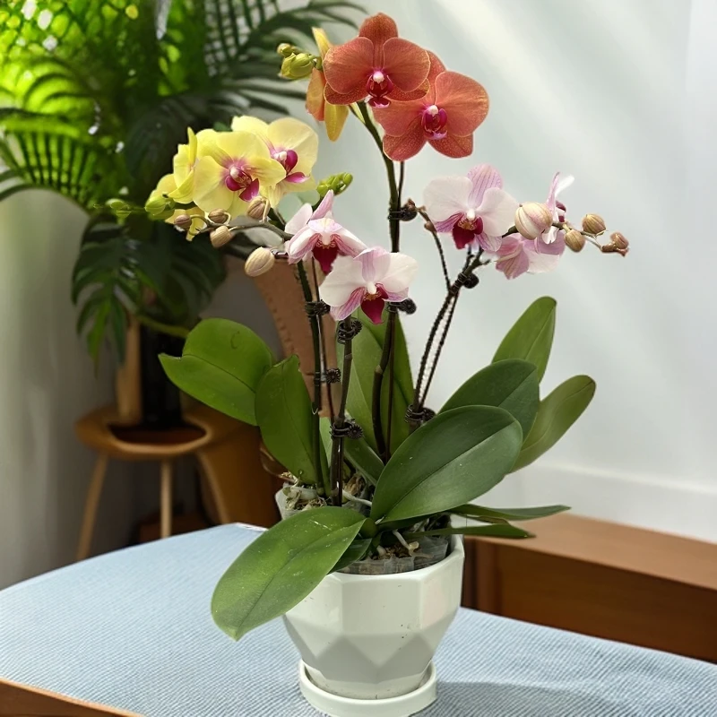 【锦上添花5】蝴蝶兰盆栽 懒人花 室内花卉 花期长 好养活植株生长