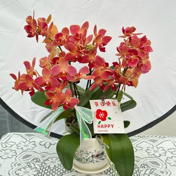 【三文鱼】蝴蝶兰 室内花卉 花期长适合 送礼，乔迁，开业