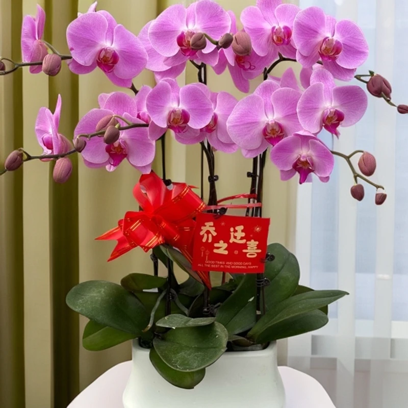 【粉月亮】超级大蝴蝶兰 室内花卉 花期长适合 送礼，乔迁，开业