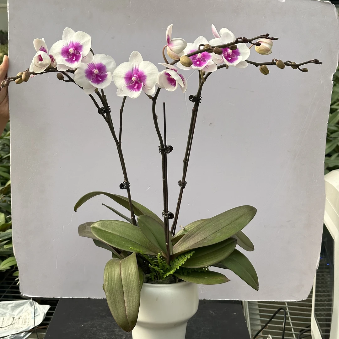 【白雪公主】 蝴蝶兰 室内花卉 花期长 好养活生长植株