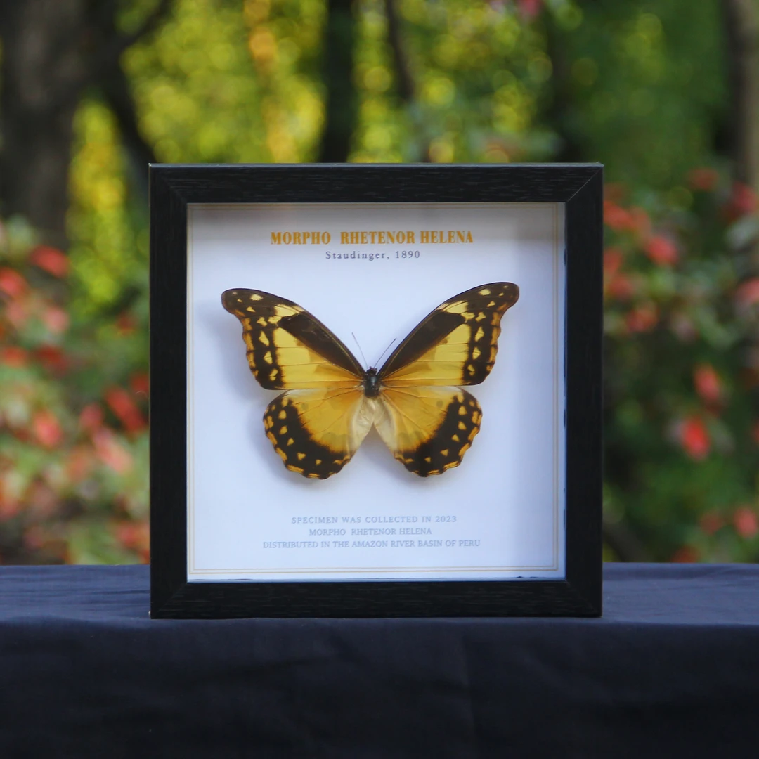 光明女神闪蝶雌蝶海伦娜闪蝶雌蝶标本礼物摆件生日情人节礼物