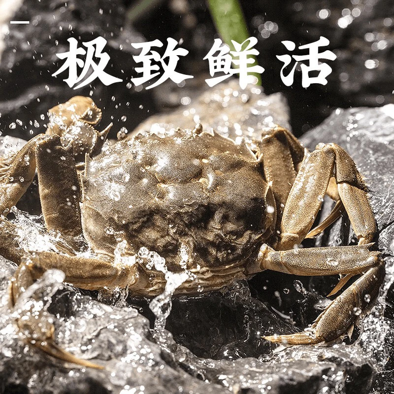 （母）鲜活大闸蟹单只2.6-2.8两