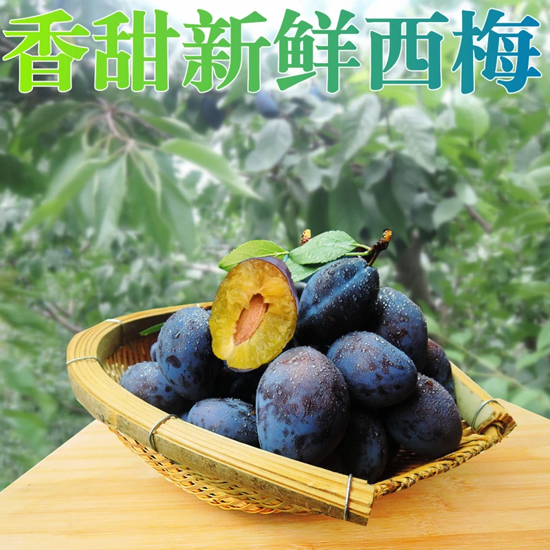 汶川羌寨蓝蜜西梅【果农现摘】新鲜当季孕妇水果宝宝辅食香甜多汁