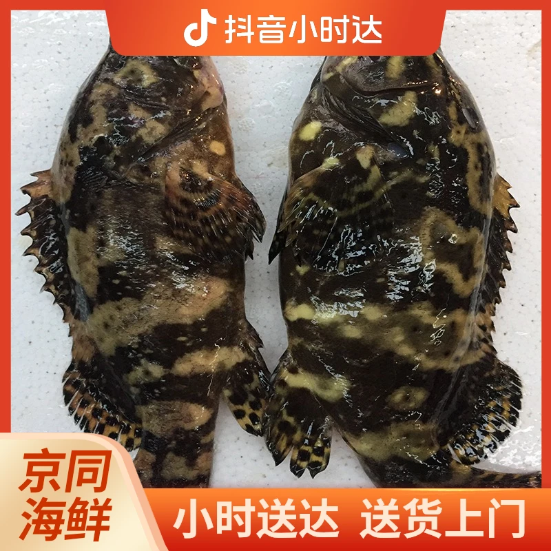 鲜活石斑鱼500g