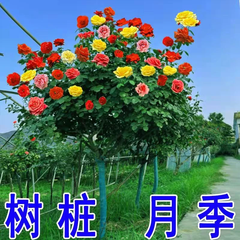 树桩月季特大花浓香四季开花地栽庭院工程绿化独杆高杆月季树花苗
