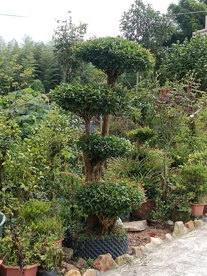 杜鹃桩开花不断盆景
