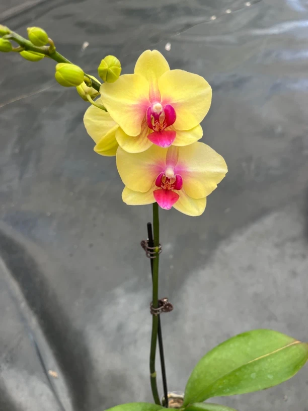 鲜花《朝日》蝴蝶兰云南源头基地直发