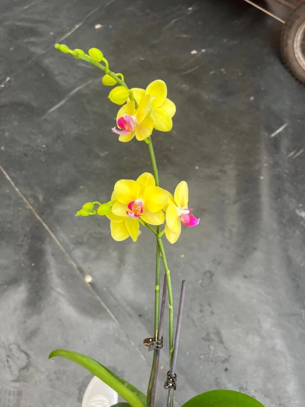 鲜花《金马》蝴蝶兰云南源头基地直发