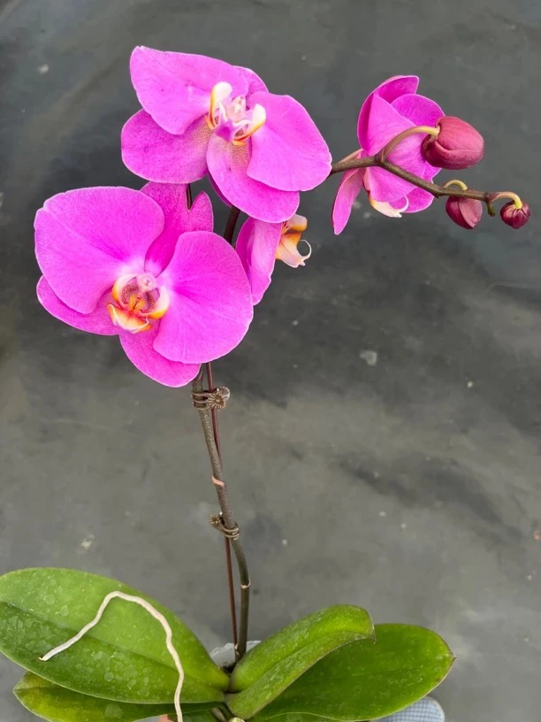 鲜花《粉宝图》蝴蝶兰云南源头基地直发