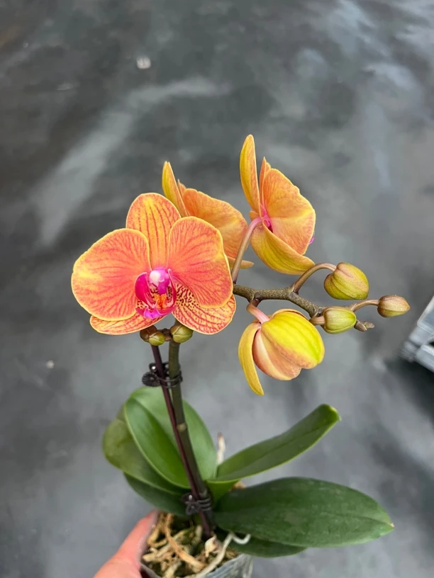 鲜花《吉利》蝴蝶兰云南源头基地直发