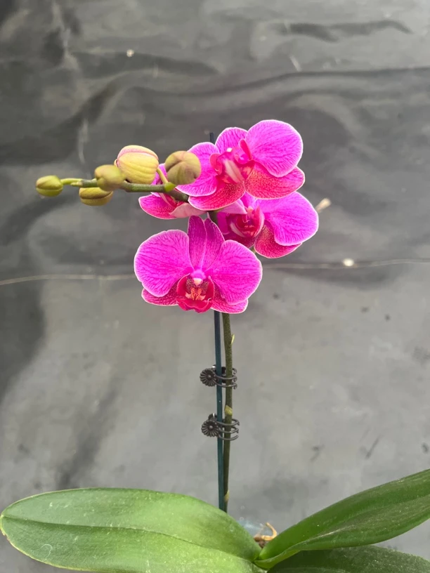 鲜花《梦夜萝莉》蝴蝶兰（拍5颗配篮子）