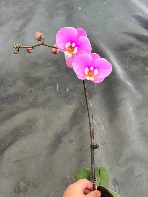 鲜花《安娜》蝴蝶兰云南源头基地直发