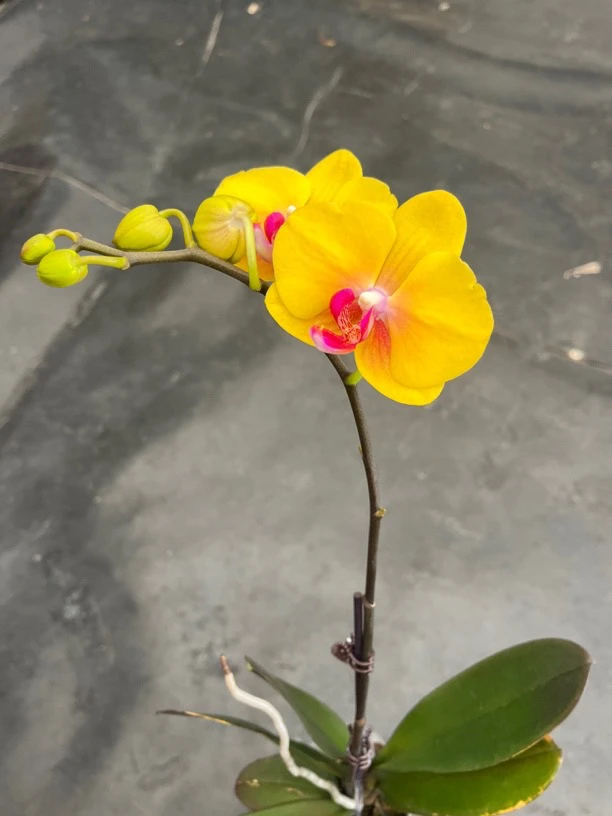 鲜花《大菠萝》蝴蝶兰云南源头基地直发