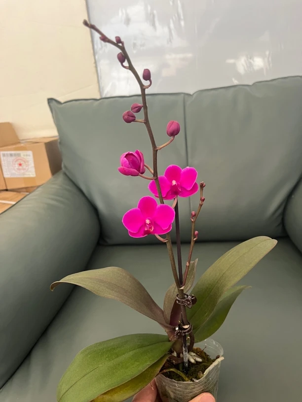 鲜花《满天红》蝴蝶兰（拍5颗配篮子）