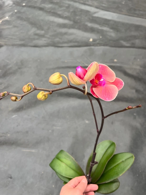 鲜花《小桔灯》蝴蝶兰云南源头基地直发