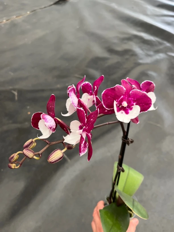 鲜花《圣诞老人》蝴蝶兰云南源头基地直发