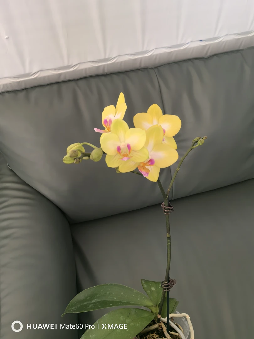 鲜花《幸运星》蝴蝶兰云南源头基地直发