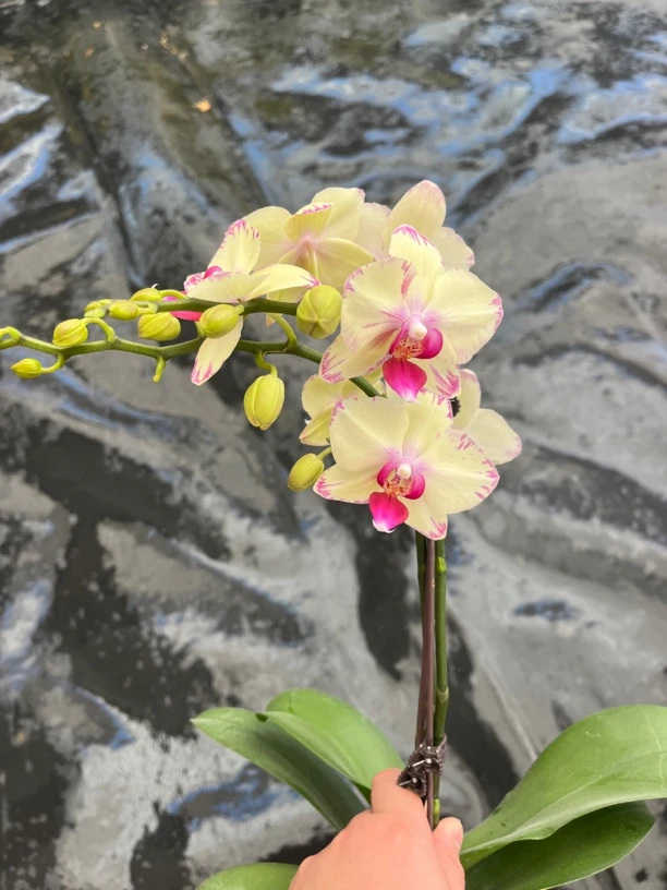 鲜花《绿闪电》蝴蝶兰云南源头基地直发