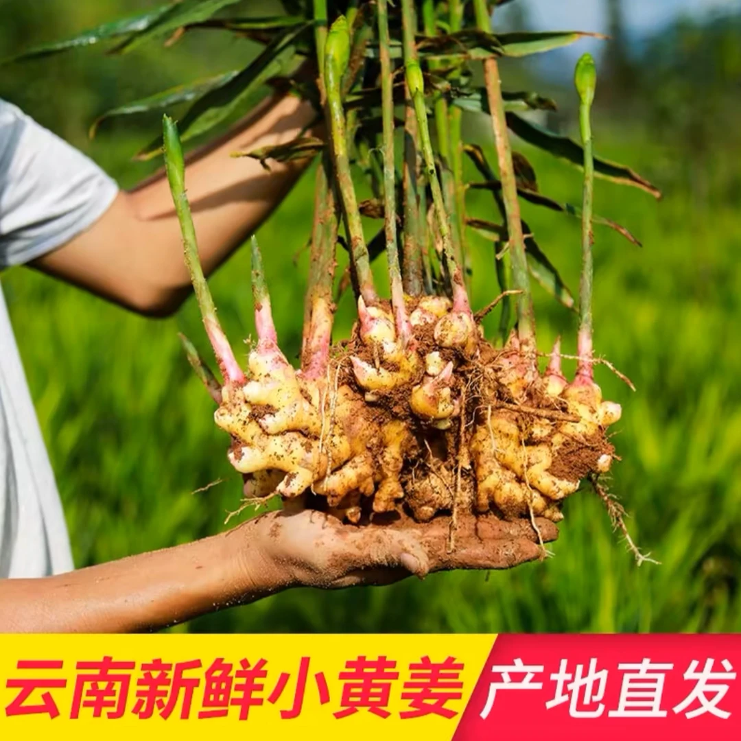 【大】云南正宗小黄姜新鲜装小黄姜山地产地厨房烹饪姜味浓郁地道