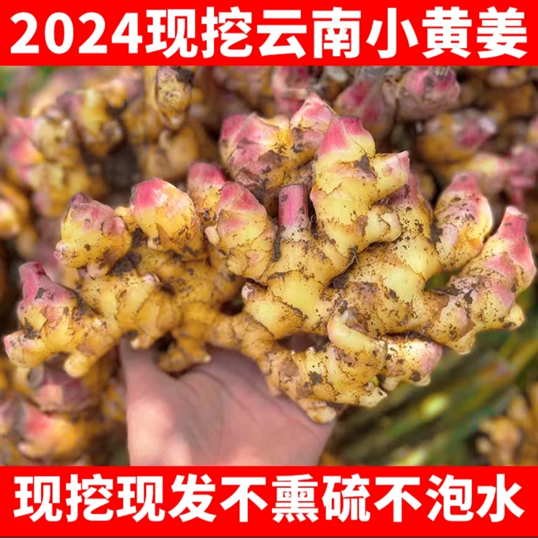 新姜【选果荟】云南小黄姜新鲜生姜嫩姜现挖高山沙姜土姜种子蔬菜