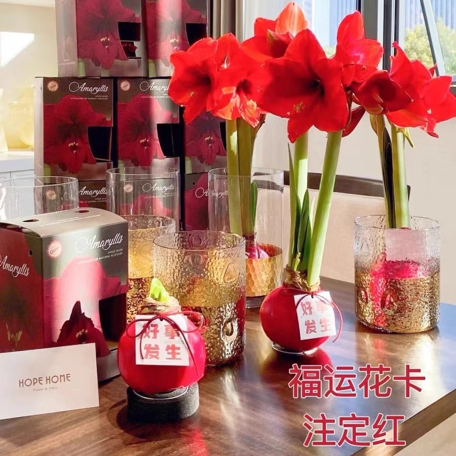 蜡封朱顶红种球进口重瓣年蜡球卉无需种植懒人植物圣诞情人节礼品