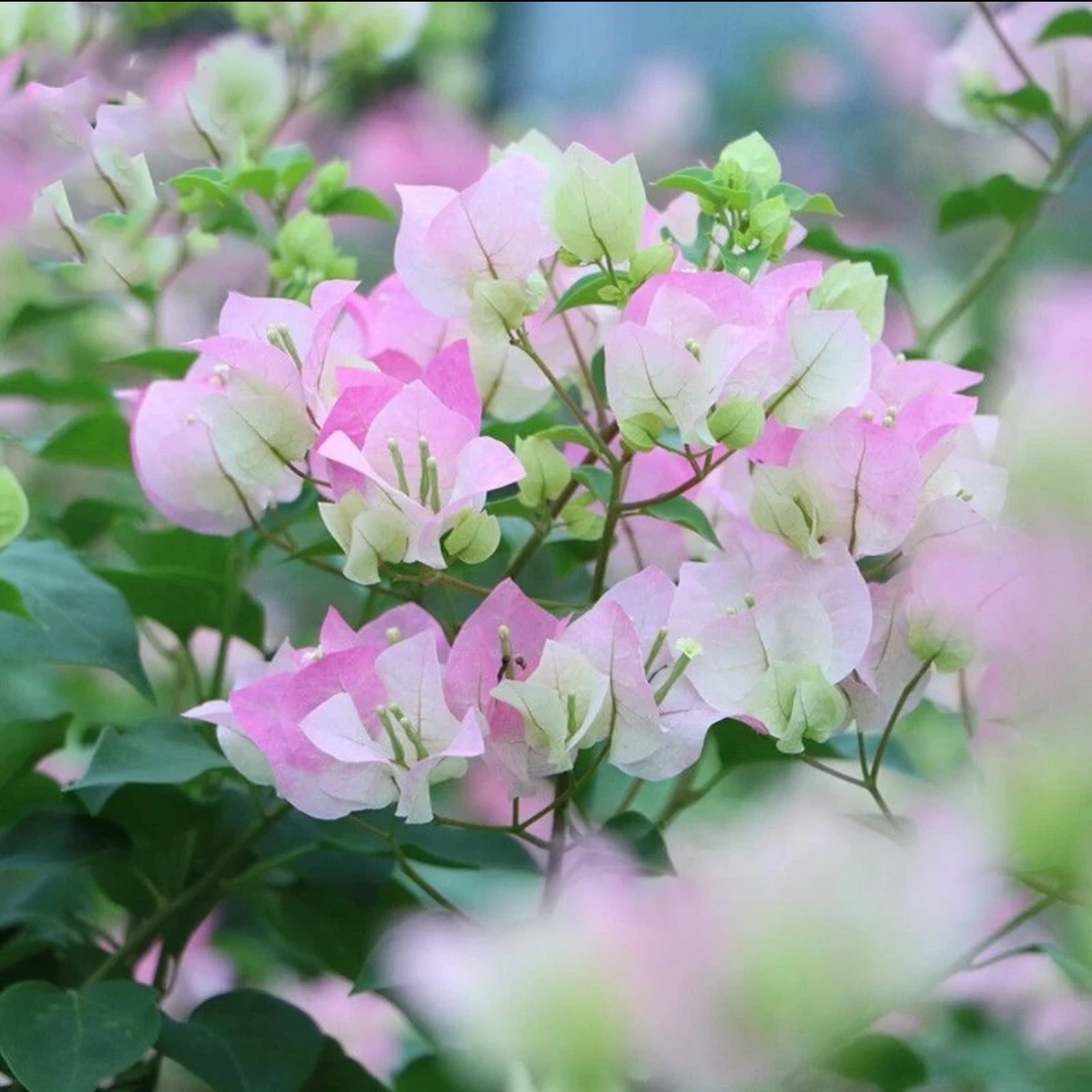 1【绿樱】重瓣三角梅盆栽树苗爬藤耐寒阳台地栽三角梅花苗四季开花