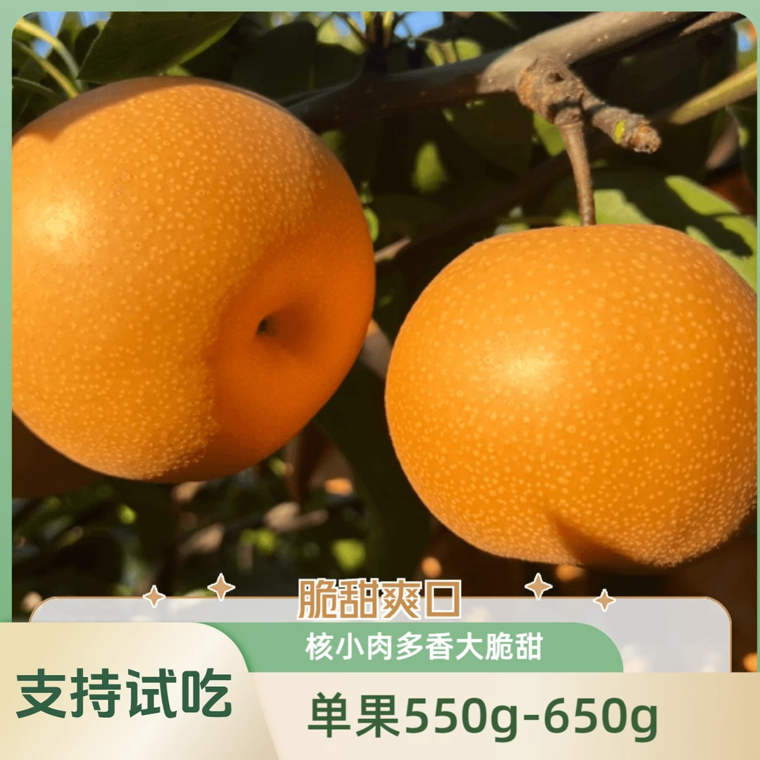 莱阳秋月梨核心产区当季现摘现发新鲜皮薄香大脆甜多汁包邮细腻