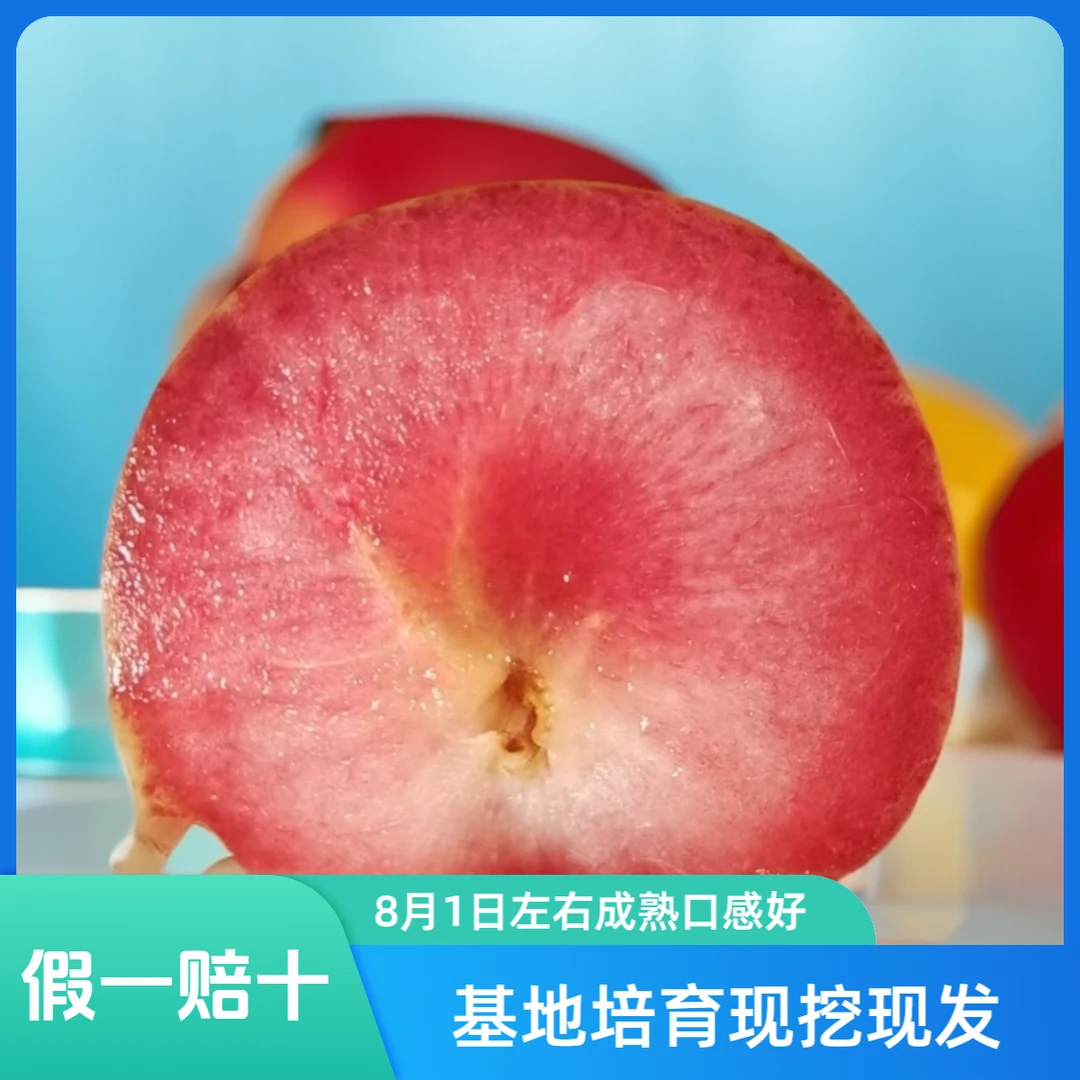 西瓜李苗南北方可种植   果肉红色果皮黄绿色最大果200克