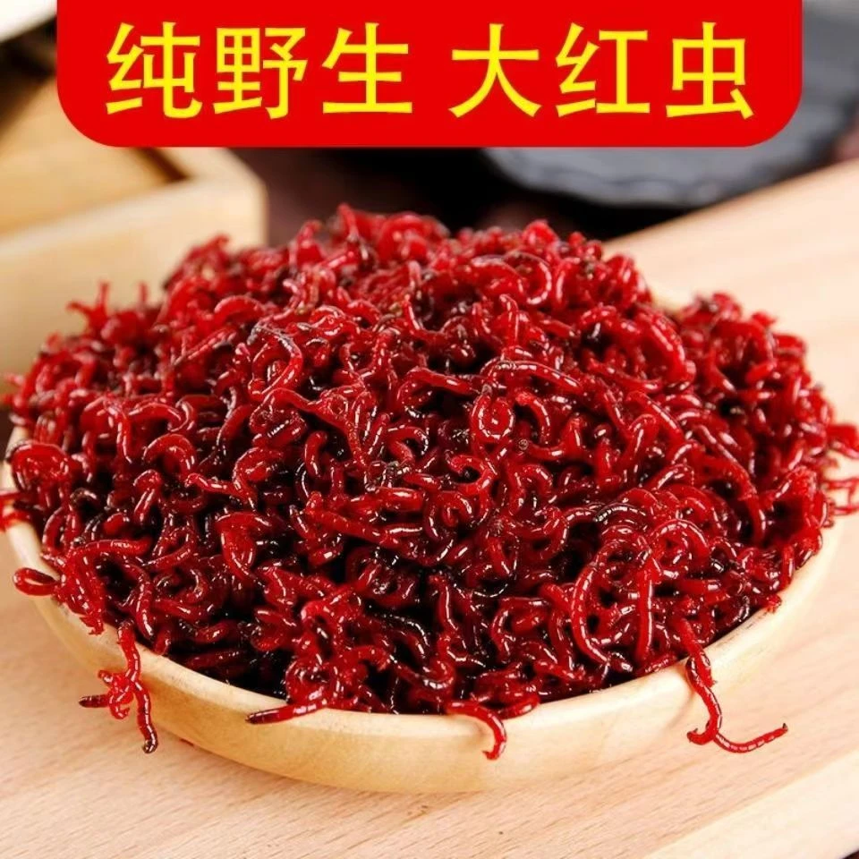 红虫活饵特大号鲜活红虫活饵黑坑野钓拉饵上鱼神器冬钓必备