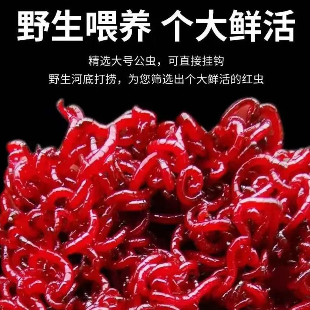 整斤装红虫活饵特大号鲜活红虫活饵黑坑野钓拉饵上鱼神器冬钓必备