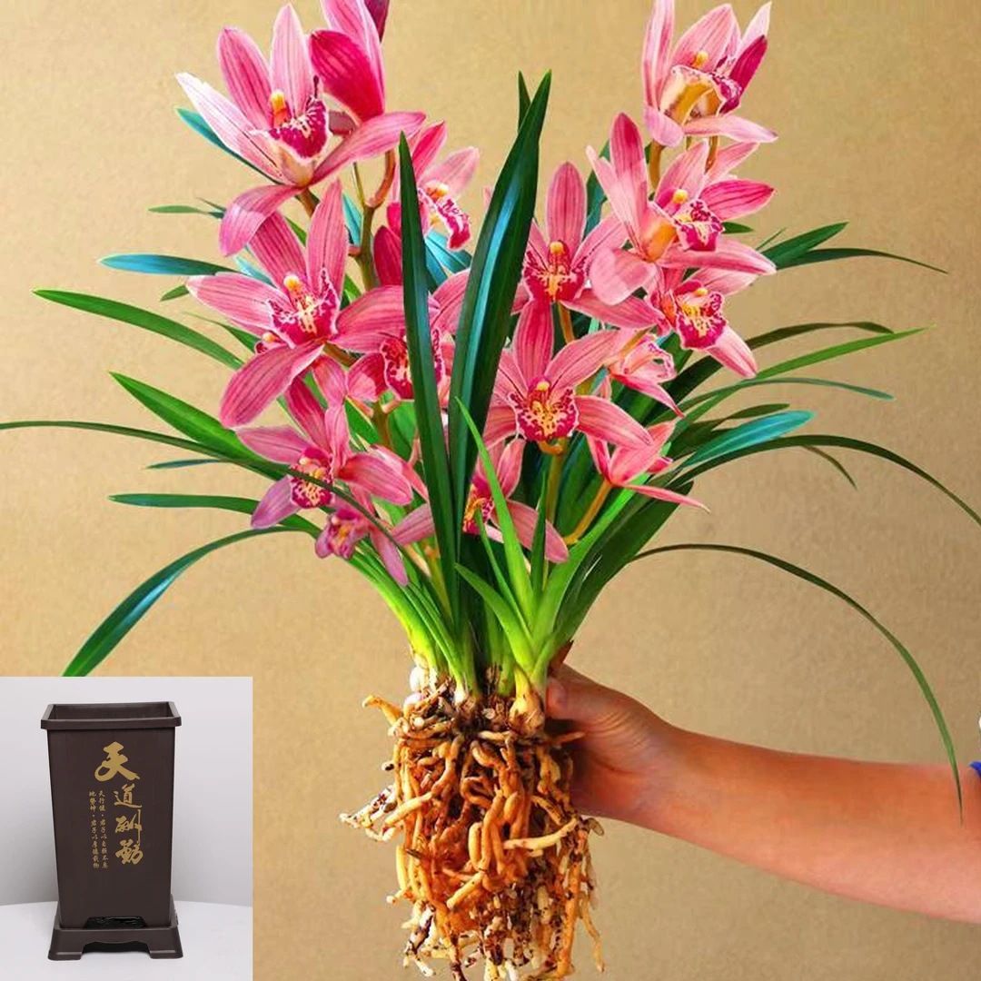 建兰【状元红】带花苞兰花年宵花春节开花花期长久浓香好养基地直发
