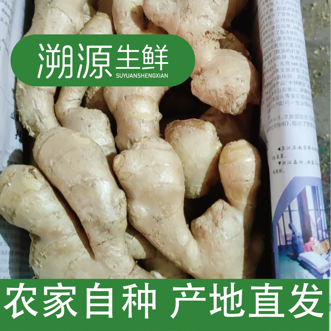 山东大姜水洗风干老姜家用老姜大黄姜生态食用细嫩美味产地姜味