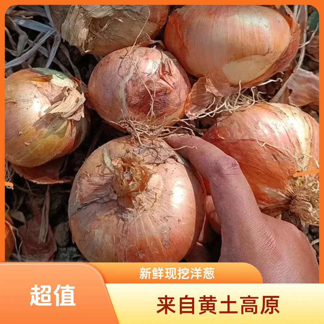 【新鲜现挖】甘肃黄土高原洋葱 带箱5斤产地直发烹炒多用