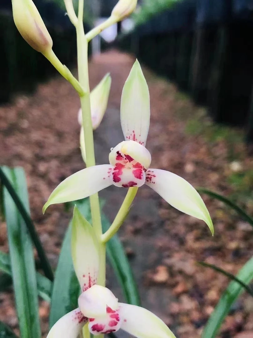 建兰小凤仙，夏天开花，勤芽勤花