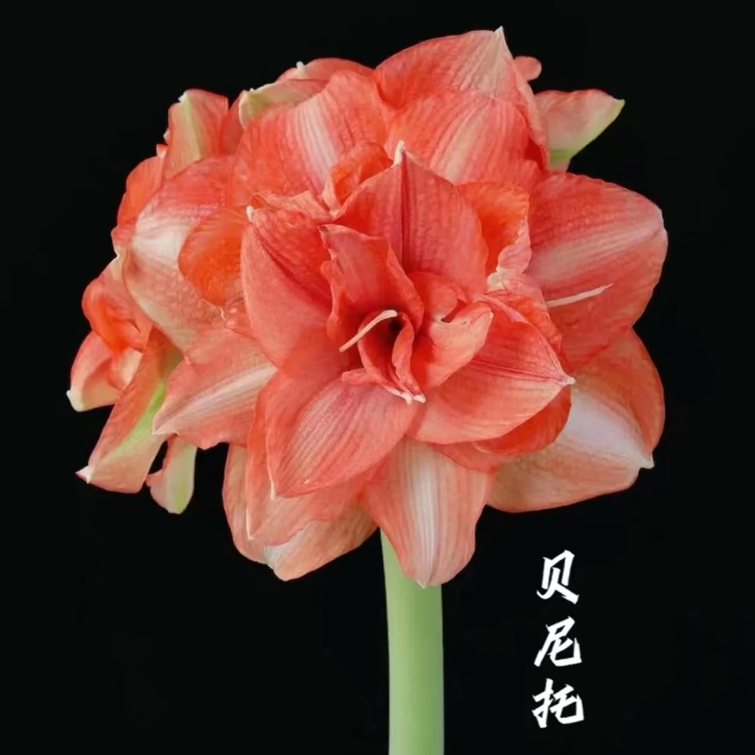 进口荷兰重瓣朱顶红【贝尼托】 艺晓花卉1颗包邮