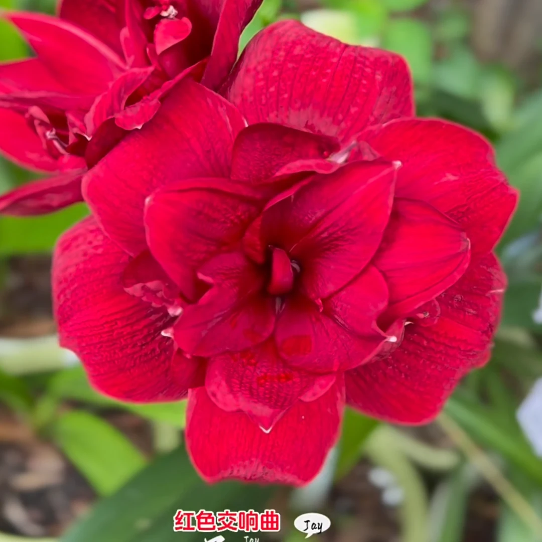 进口朱顶红  秘鲁进口重瓣朱顶红  【红色交响曲】1颗包邮