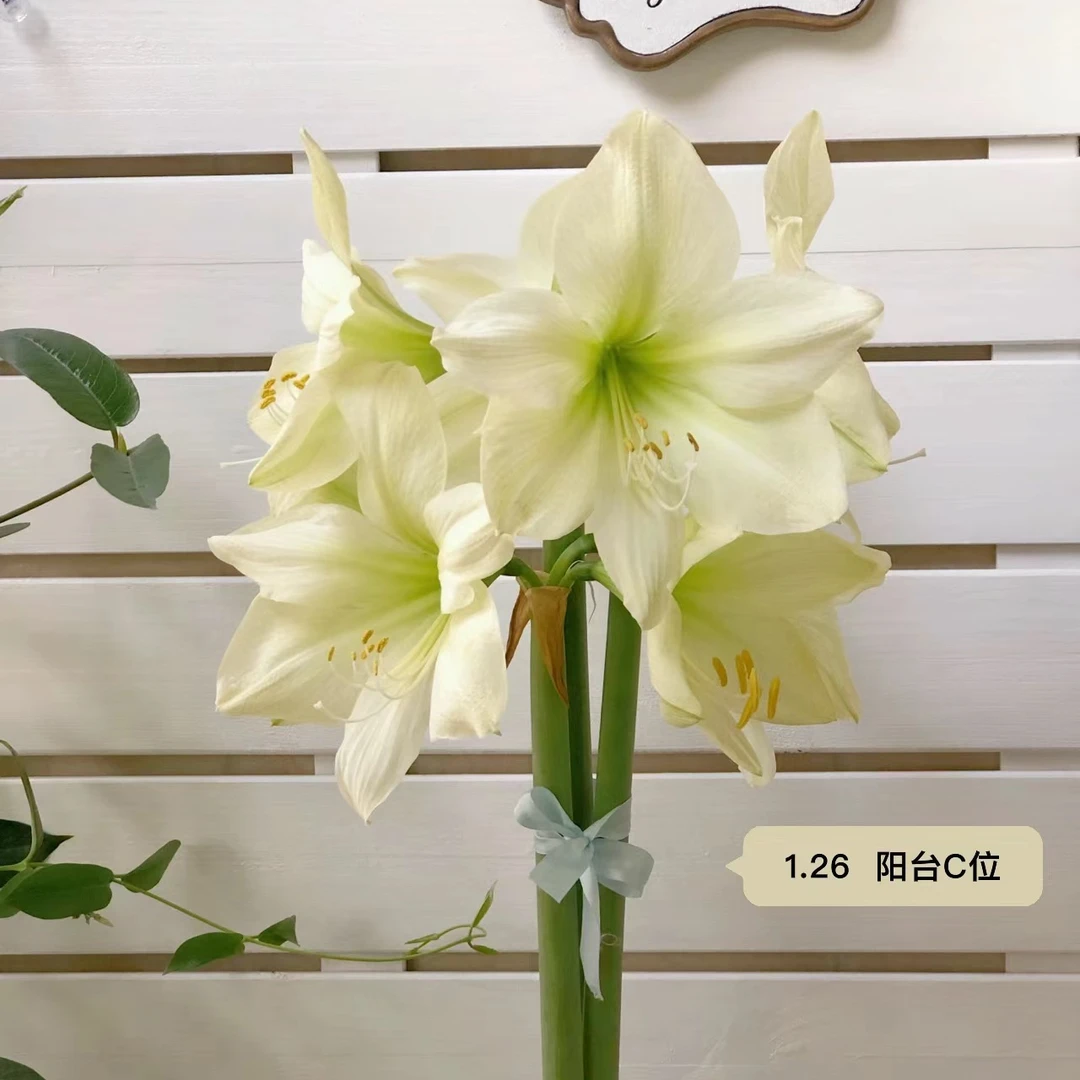 现货 进口单瓣朱顶红【柠檬之星】 艺晓花卉1颗包邮