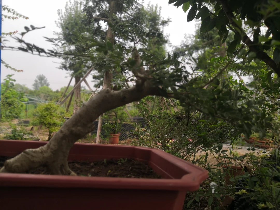 基地一手年功对节白蜡盆景