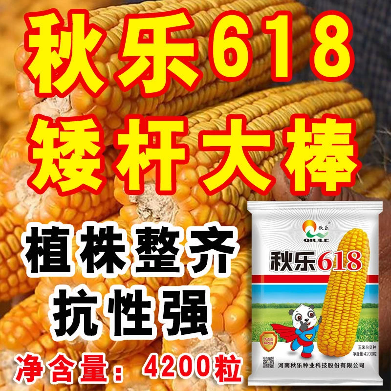 国审正品玉米种籽秋乐618高产玉米种子大全抗病抗旱抗倒伏苞米种