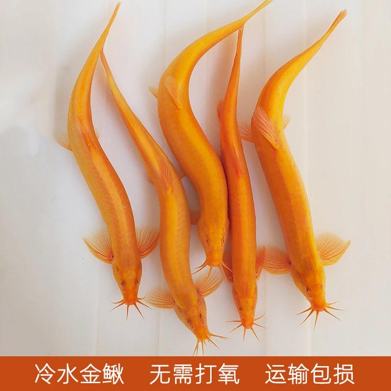 超萌好物冷水鱼观赏鱼黄金泥鳅金龙鳅清洁工具鱼好养耐活不用打氧