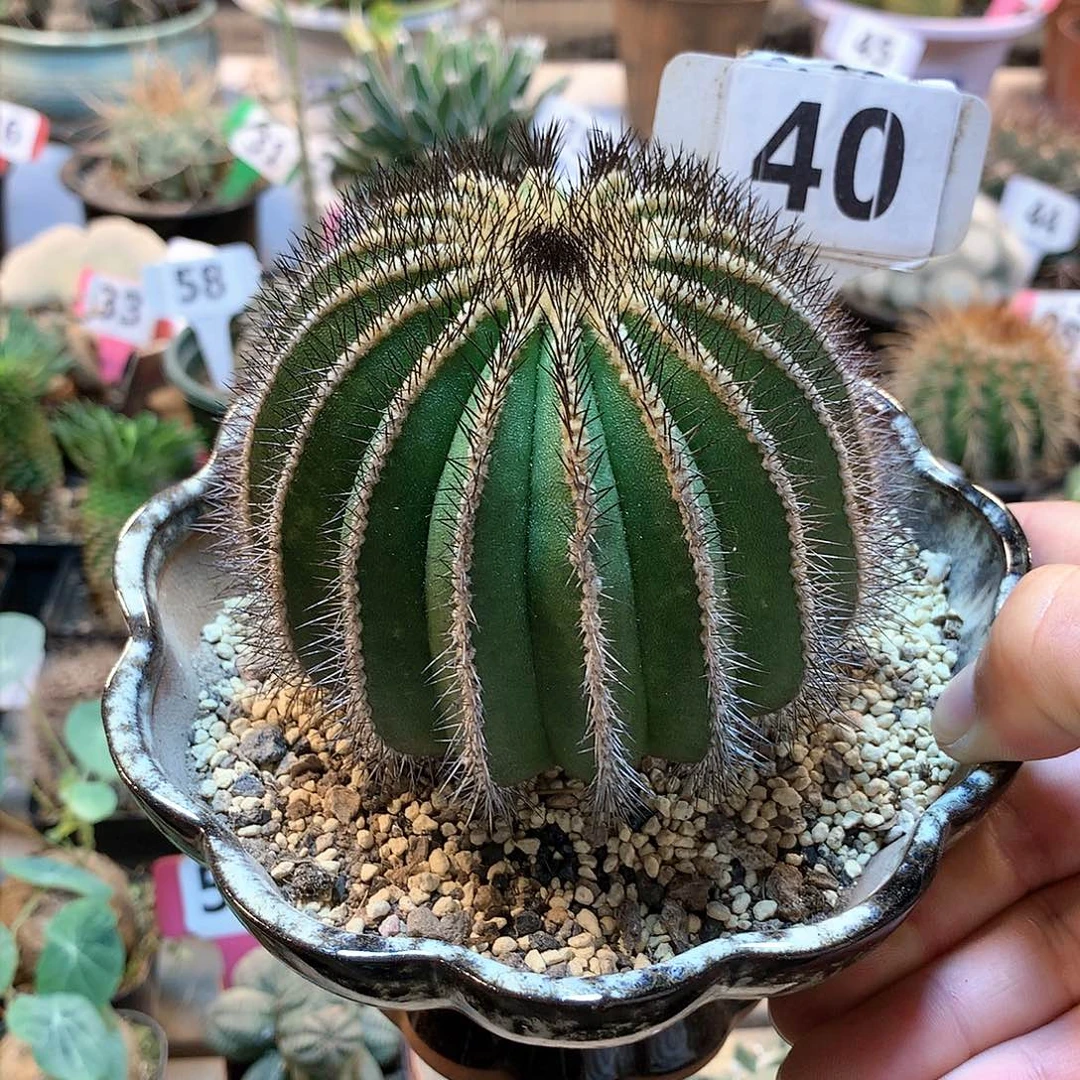 40绿皮优博球