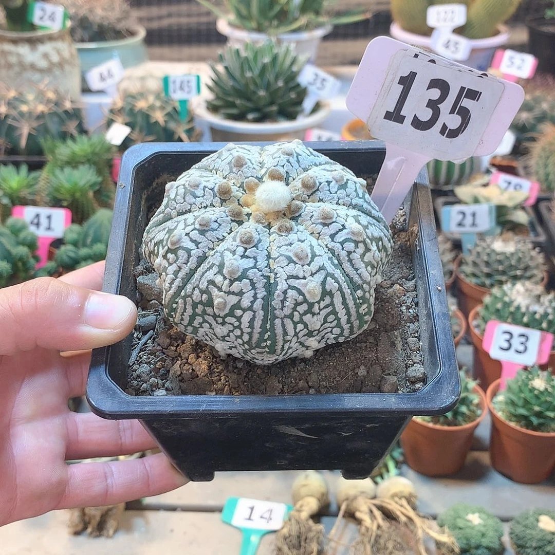135兜