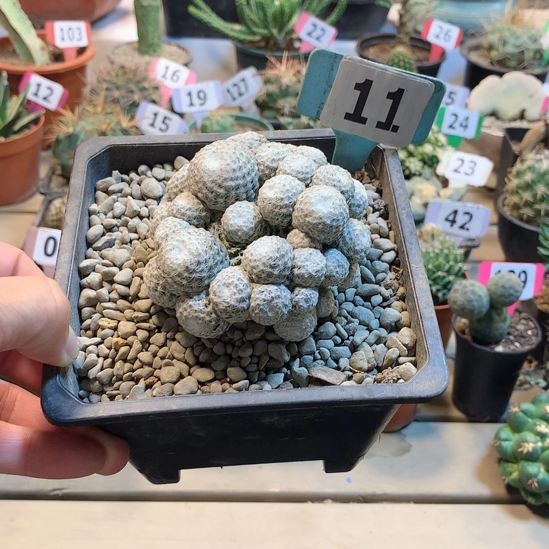 11白鸟