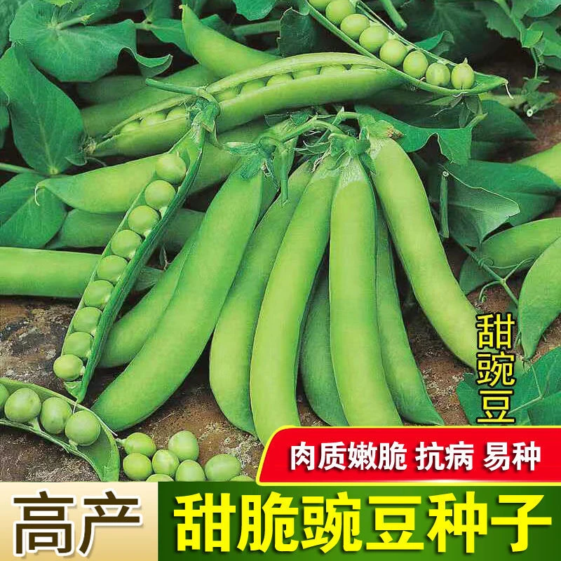 甜脆青豌豆种子菜豌豆种籽老品种耐寒豌豆籽荷兰豆种蔬菜种子